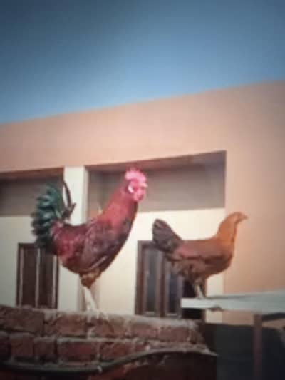 beautiful hens pair