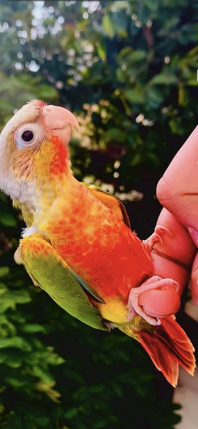 Pineapple conure