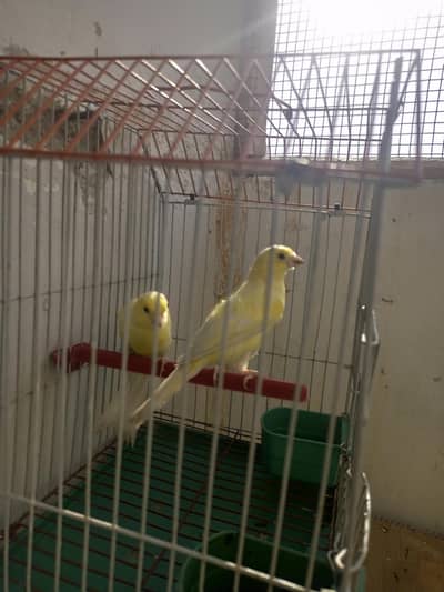 2 female cenery for sale