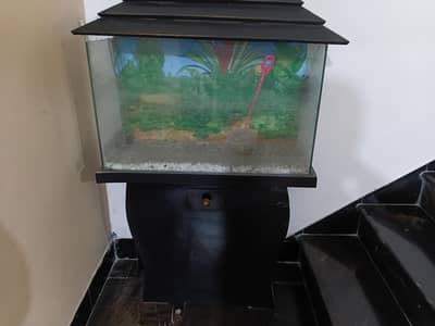 Fish aquarium