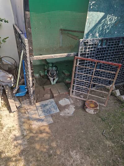 Alsation/husky cross