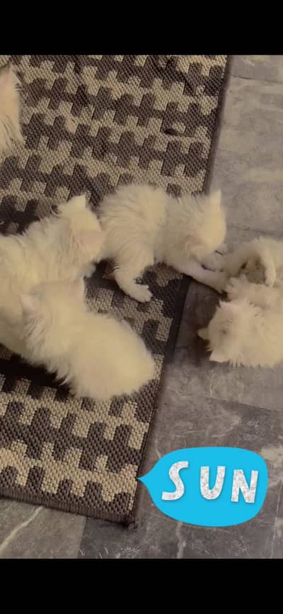 Persian kitten