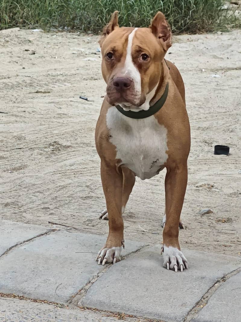 Available for stud 0