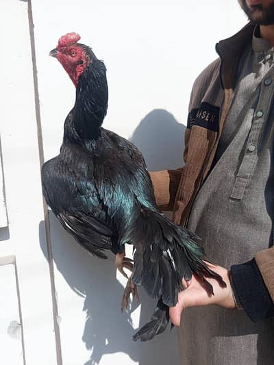Quality Black green shaded lasaani male for sale.