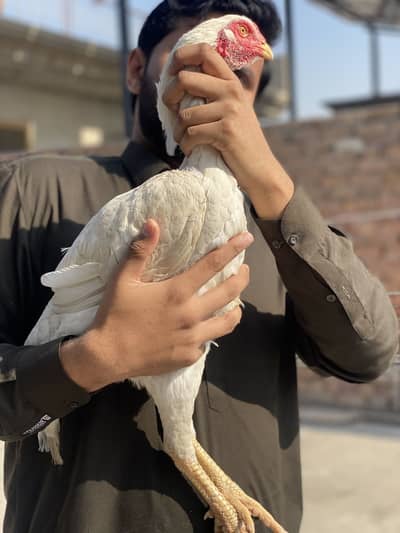 Pure white shamu pathi Female