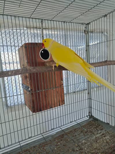 Yellow & Green Ringneck