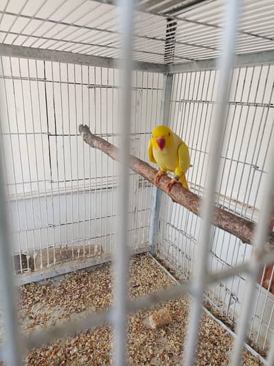 Yellow & Green Ringneck