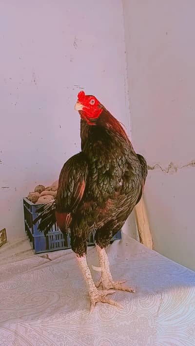 aseel mugra for sale