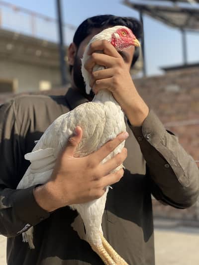 Aseel white shamo Female