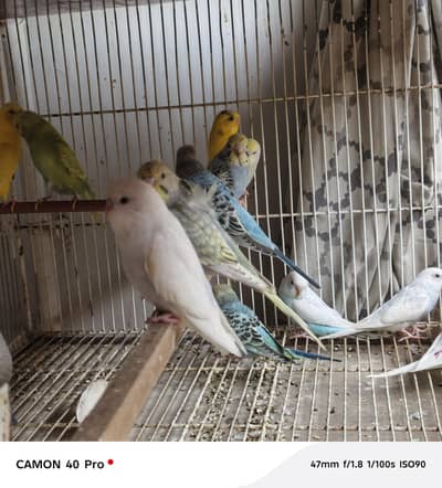 Bajri ( Australian parrot )