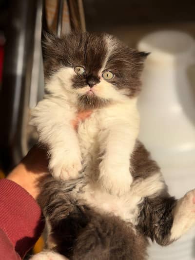 Persian kitten for sale