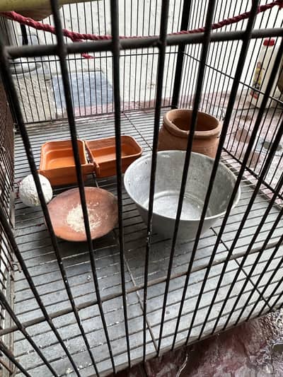 Bird Cage Black Colour plus