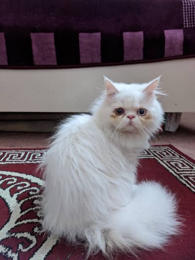 punch face male persian