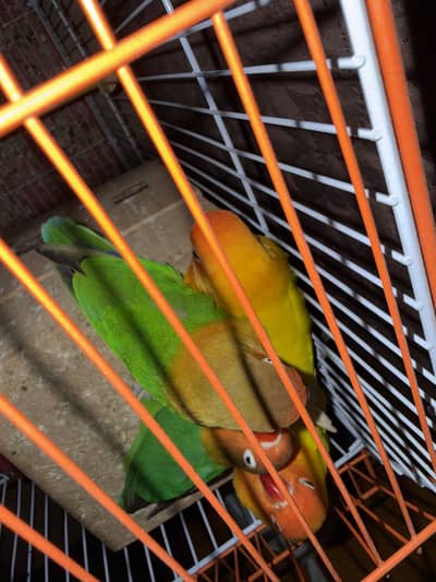 Lovebirds for sale