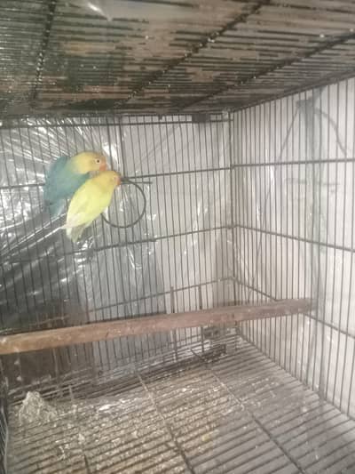 cage and lovebirds