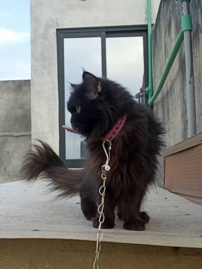 Black Persian