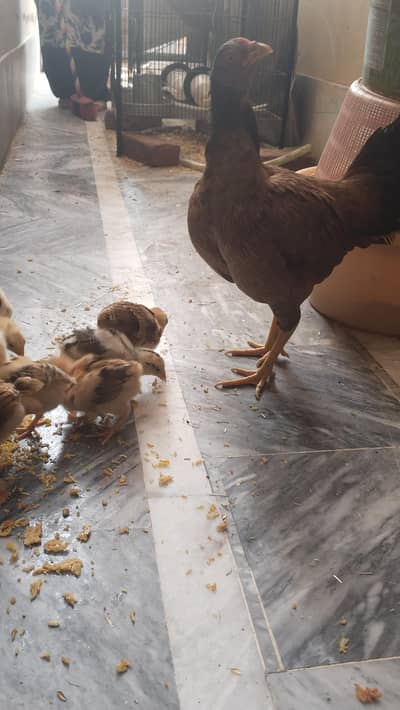 Aseel hen and kids for sale
