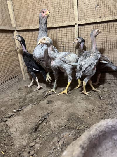 Aseel hens with chicks