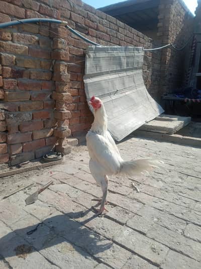 withe both acha male