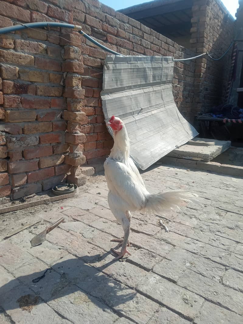 withe both acha male 0