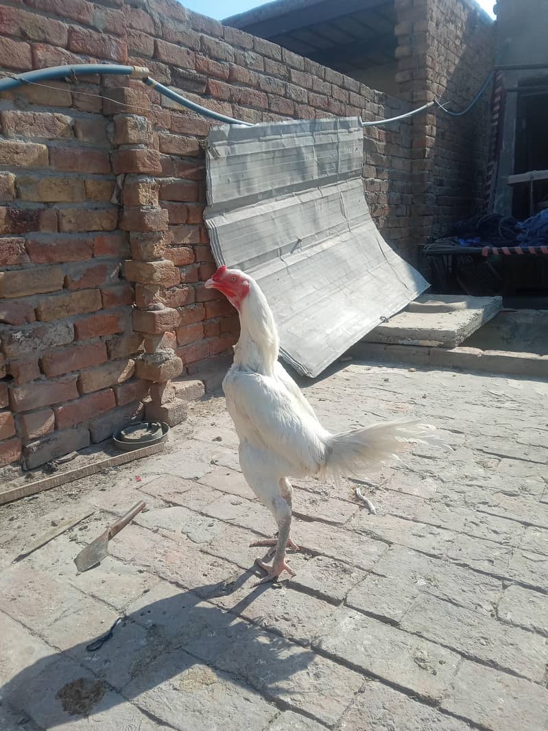 withe both acha male 1