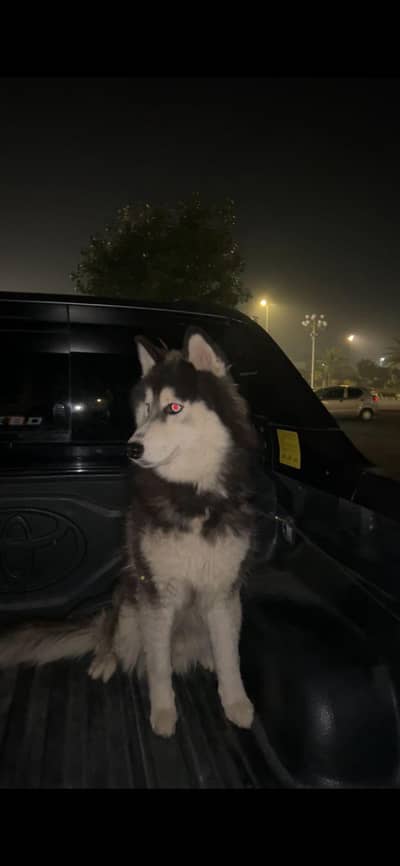 Siberian Husky male | Husky Dog | wolly coated | multan