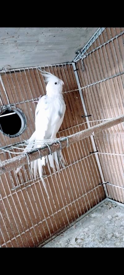 Spotted Fertile Male