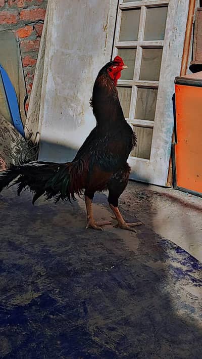 as well lakha pure ha