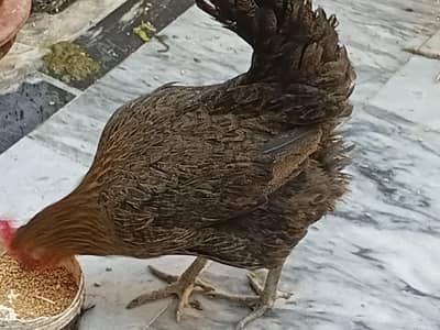 3 golden misri murgiyan