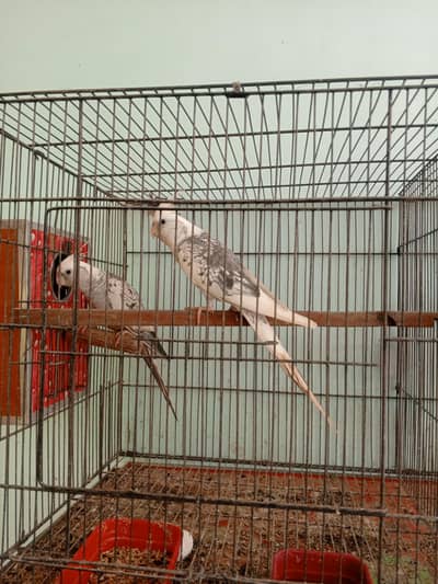 cocktail pair for sale