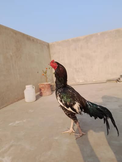 high quality aseel patha