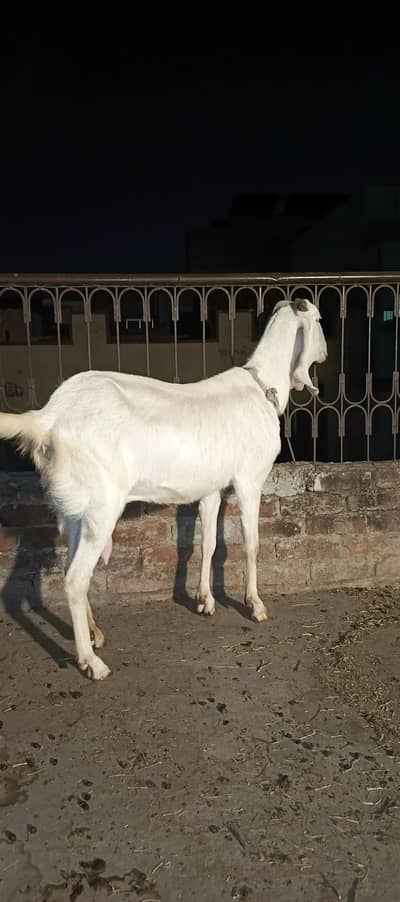 Pure Gulabi RajanPuri Female