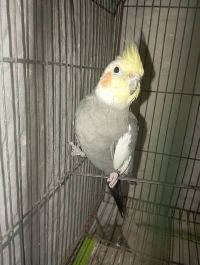 Single male cocktail for sale