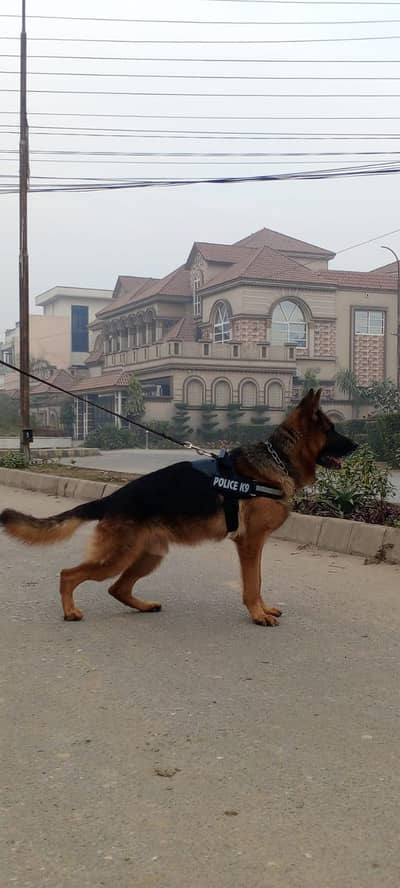 german shepherd/heavy bone size/showtrained