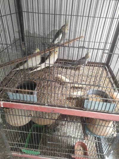 cocktail breeder pairs