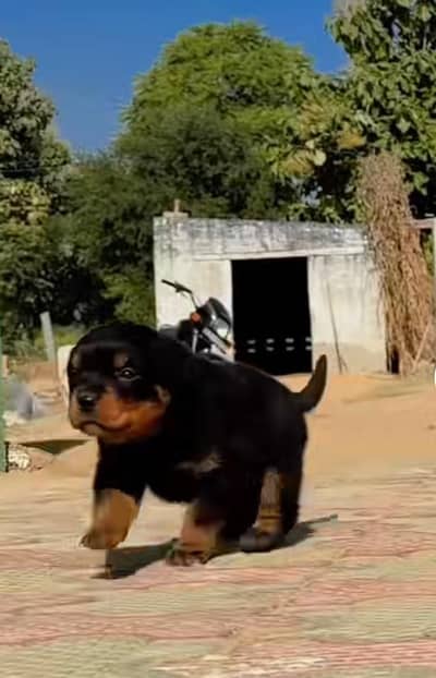 rottweiler puppy for male for sale 0309=0097784