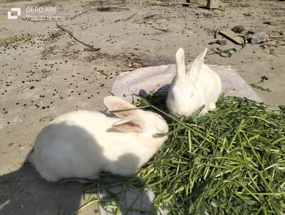 new Zealand white rabbit available for sale 4 female our 1male