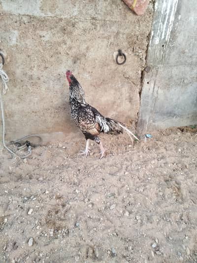 For Sale shajra mianwali patha mashallah saii location karachi  garden