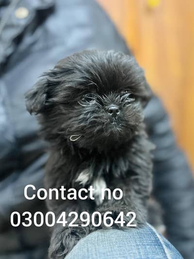 Shihtzu Female Puppy's / shihtzu Puppy's for sale