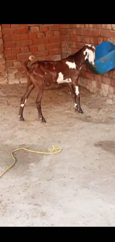 Bakra ha exchange possible ha Tedi cross ha desi