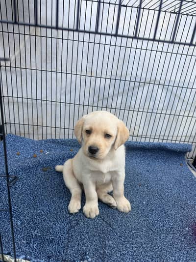 Pedigree Labrador retriever for sale