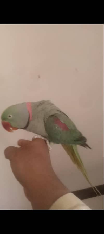 Handtame male available