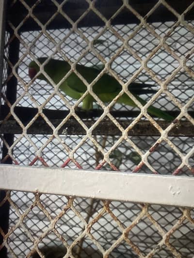 Bolte bhi hy or hantame hy