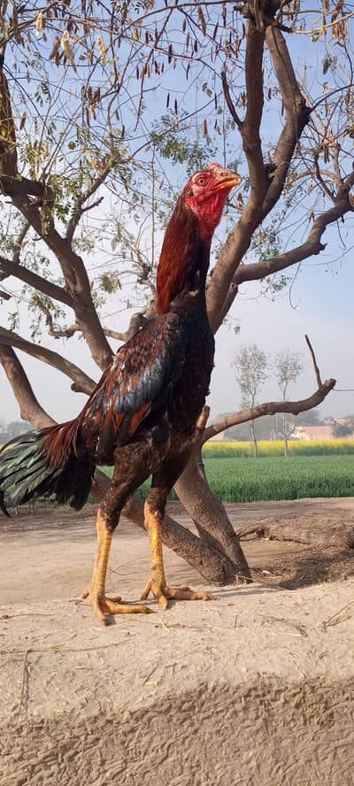 Aseel Burmi | Aseel murgha | Male | Aseel for sale