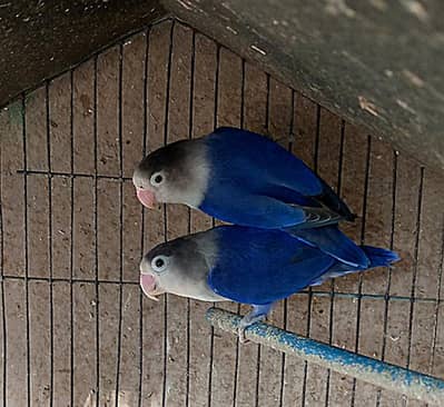 violit df b2 ready to breed pair