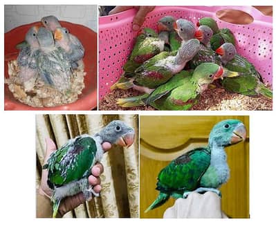 Parrot Chicks for Sale