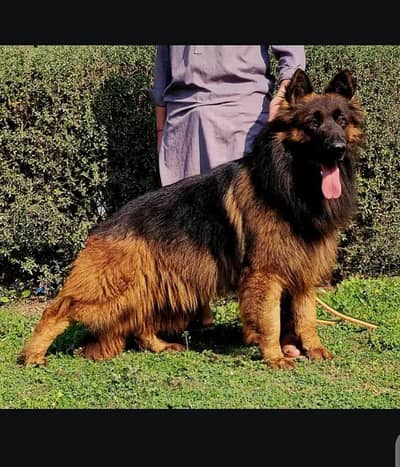 Long coated German shepherd male available for sale