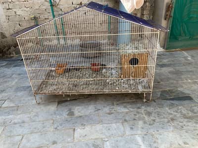 pigeon  parrot  cat  and other small birds