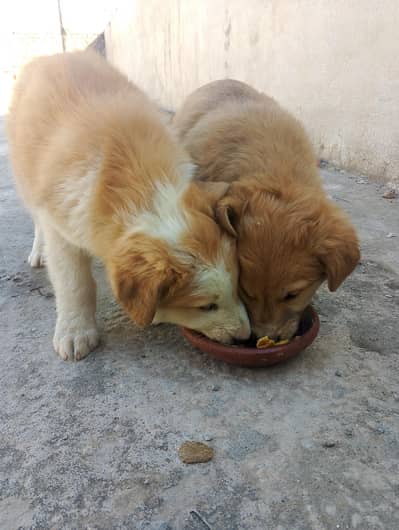 Afghan kuchi 4 months