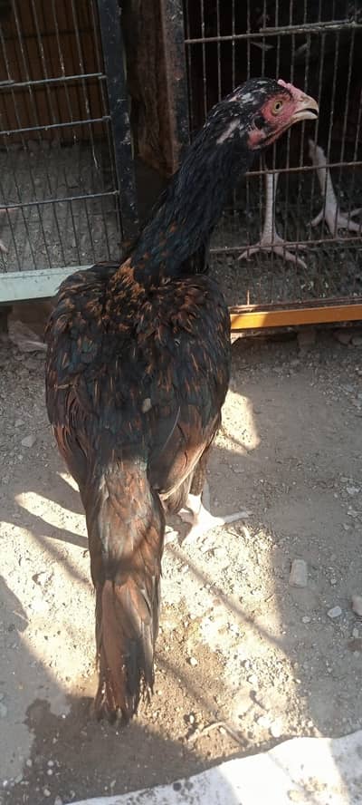 aseel mianwali morgi for sale